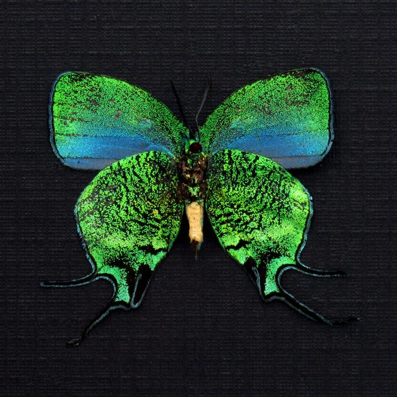 m*n様 HELLOS　Butterfly TARP Chacoal green Rare Metallic Green Hairstreak Butterfly Framed - Arcas Imperialis