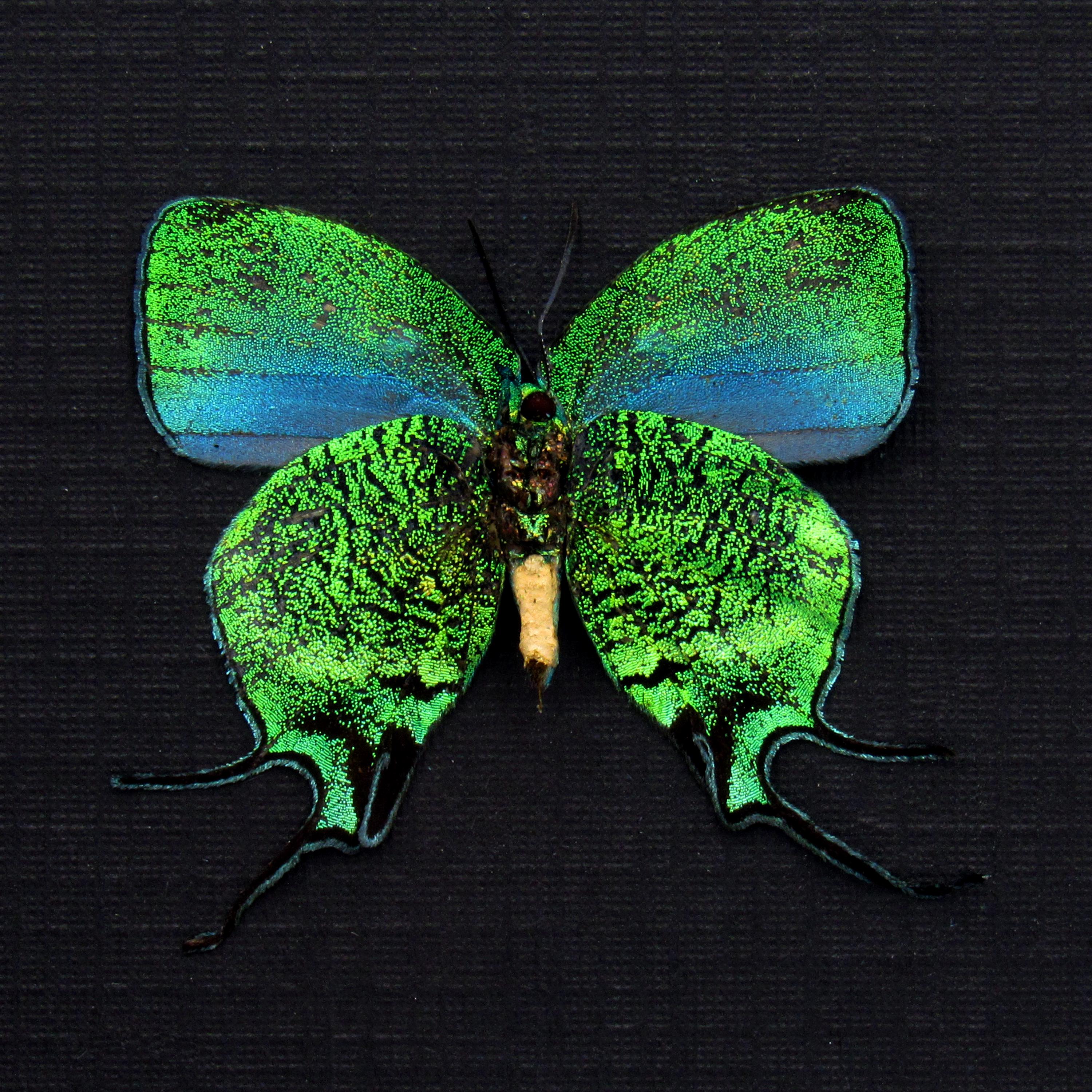m*n様 HELLOS　Butterfly TARP Chacoal green il_fullxfull.7454767130_2zwk.jpg