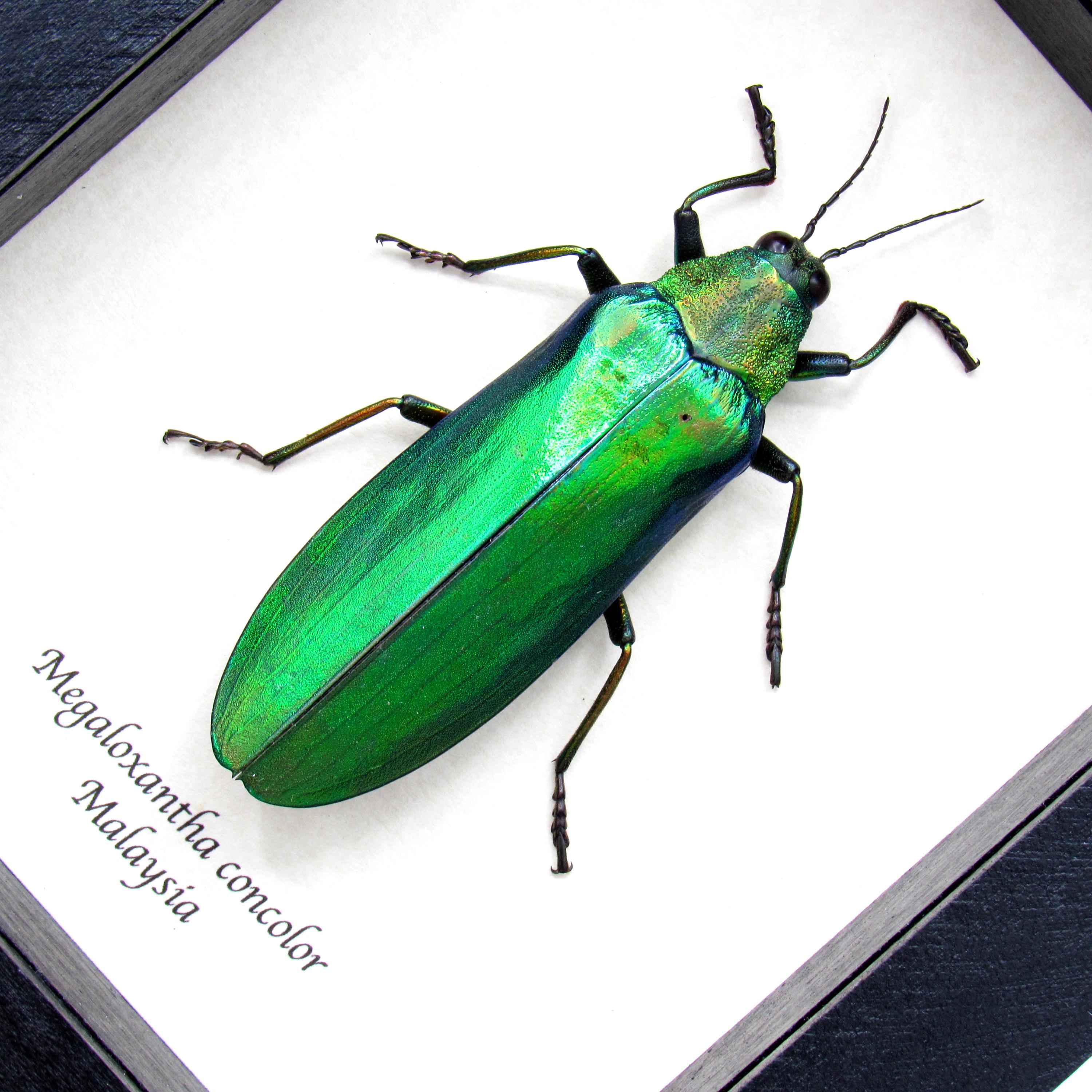 珍しい巨大タマムシの額入り剥製 - Megaloxantha concolor - Etsy 日本