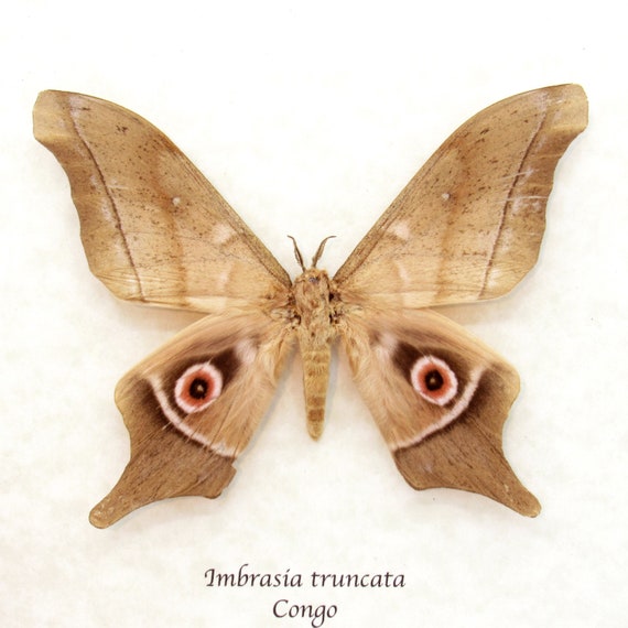 Real Saturn Moth Framed Taxidermy - Imbrasia Truncata - Etsy