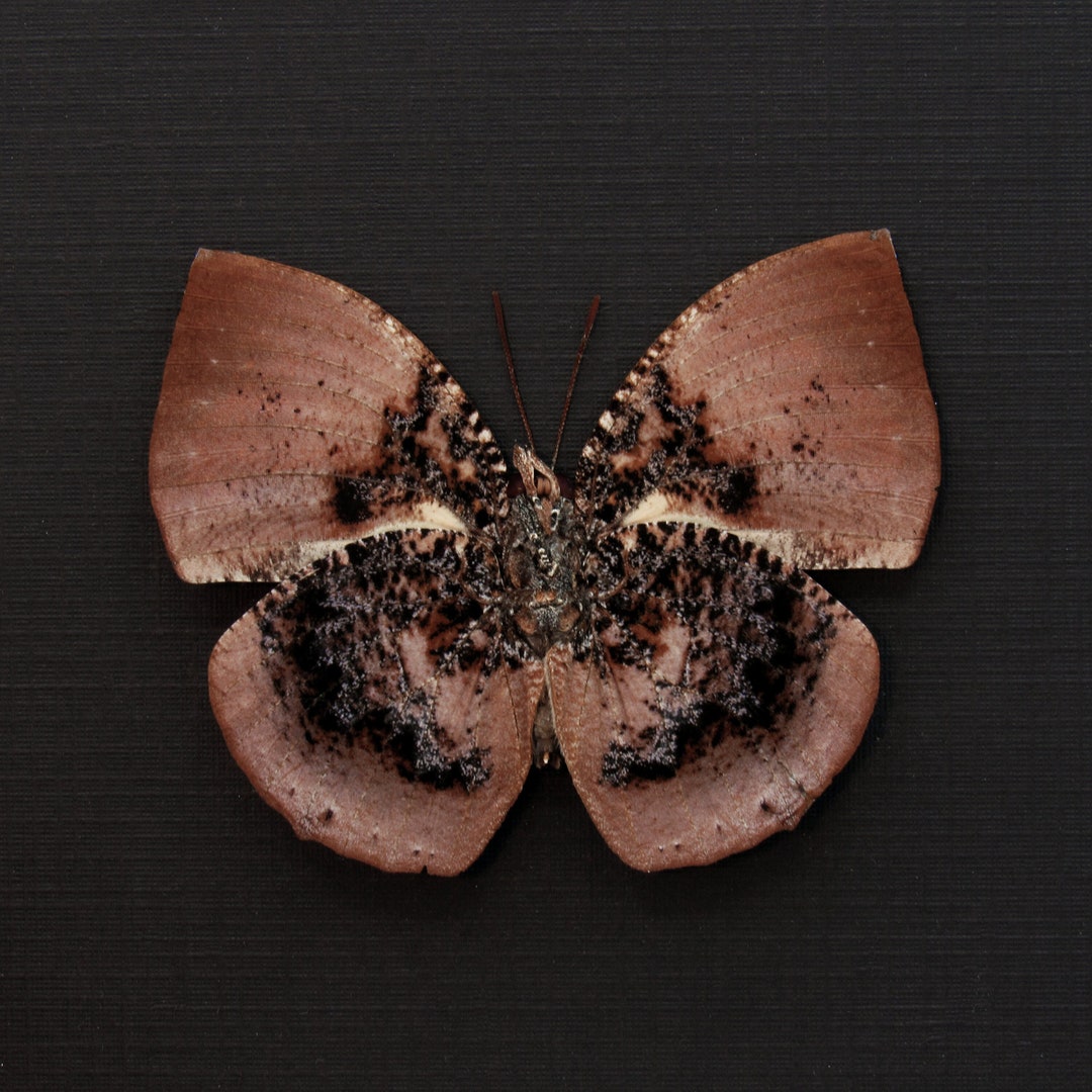 Rare Rose Butterfly Framed Taxidermy - Anaea Anna - Etsy