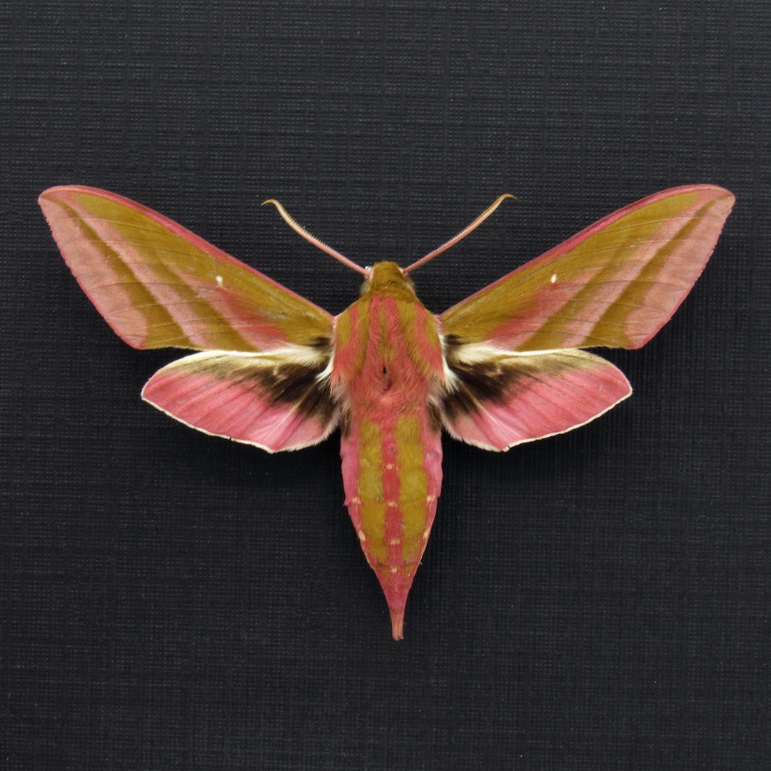 Real Pink Elephant Hawk Moth Framed Taxidermy - Deilephilia Elpenor - Etsy