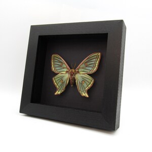 Rare Spanish Moon Moth Framed Taxidermy - Graellsia Isabellae - XL ...