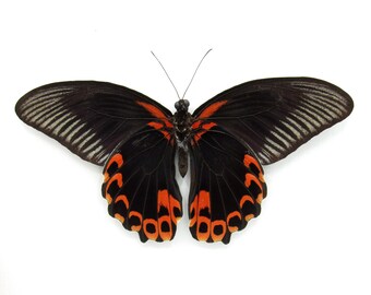 珍しいオオアゲハの剥製（額入り） - Papilio deiphobus - メス