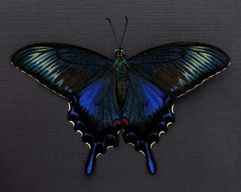 珍しい黒のクジャク蝶の額入り剥製 - Papilio dehaani tokaraensis