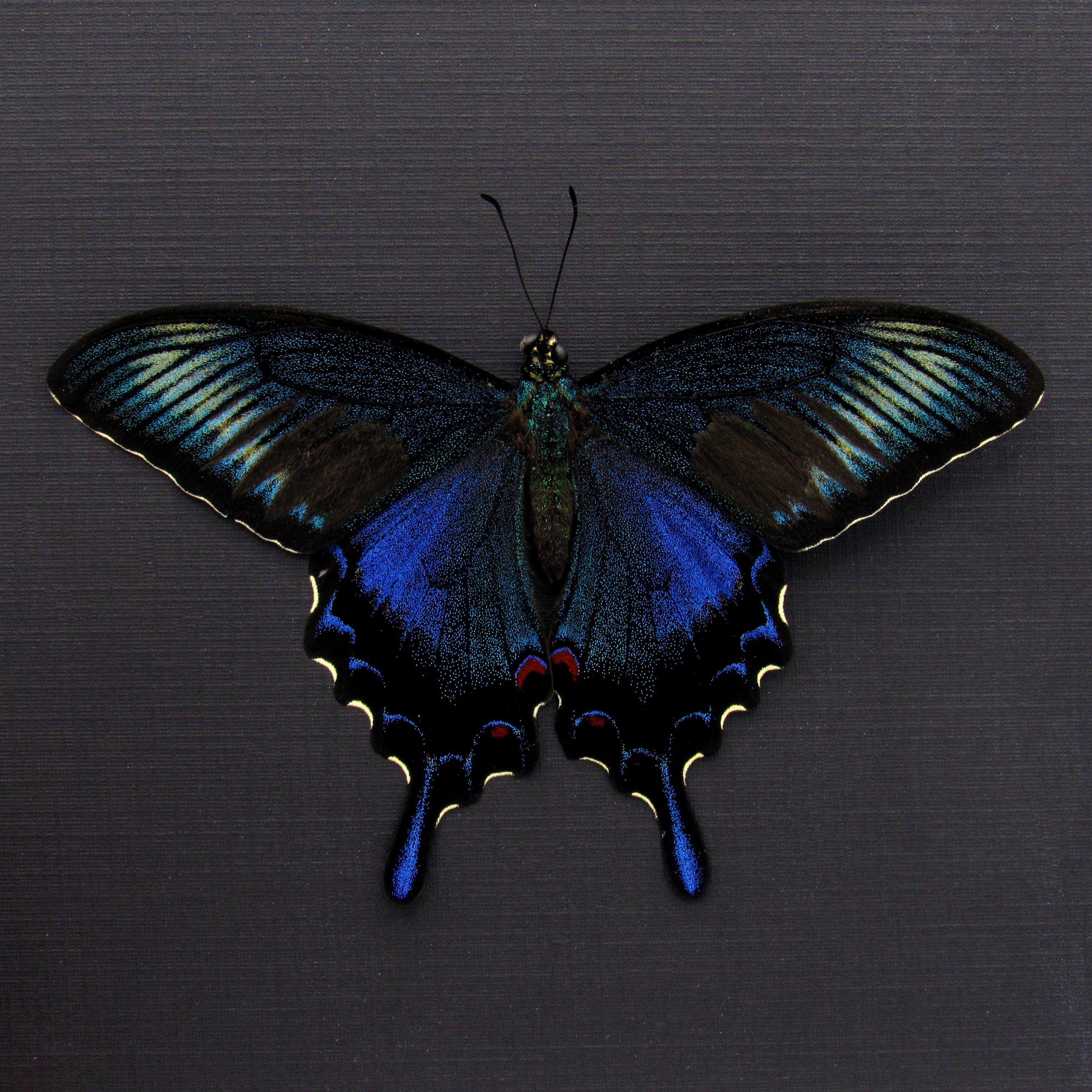 Real Black Peacock Butterfly Framed Taxidermy - Papilio Bianor 