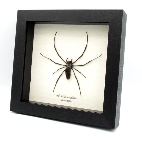 本物の巨大な森の蜘蛛の剥製 - Nephila maculata - Etsy 日本