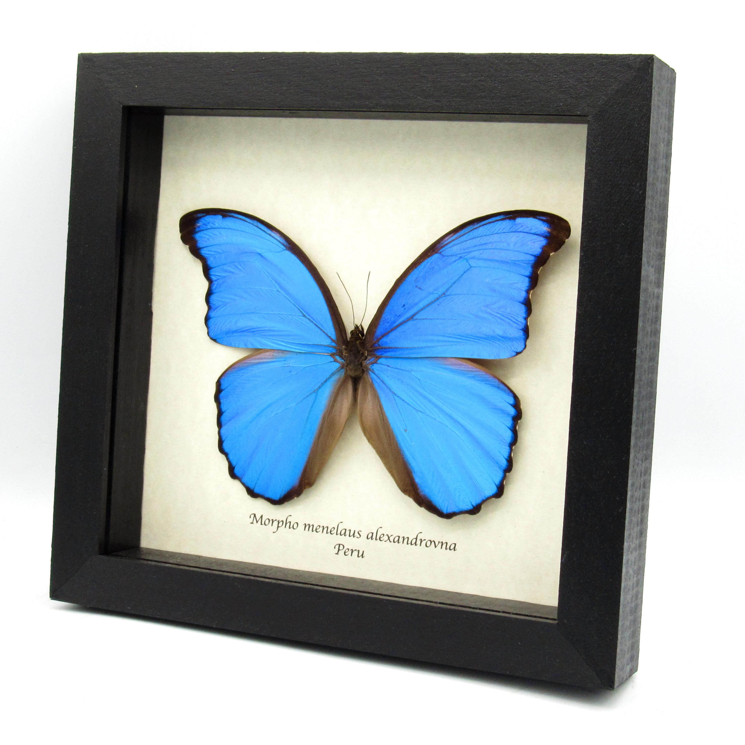 Real XL Metallic Blue Morpho Butterfly Framed Taxidermy - Morpho