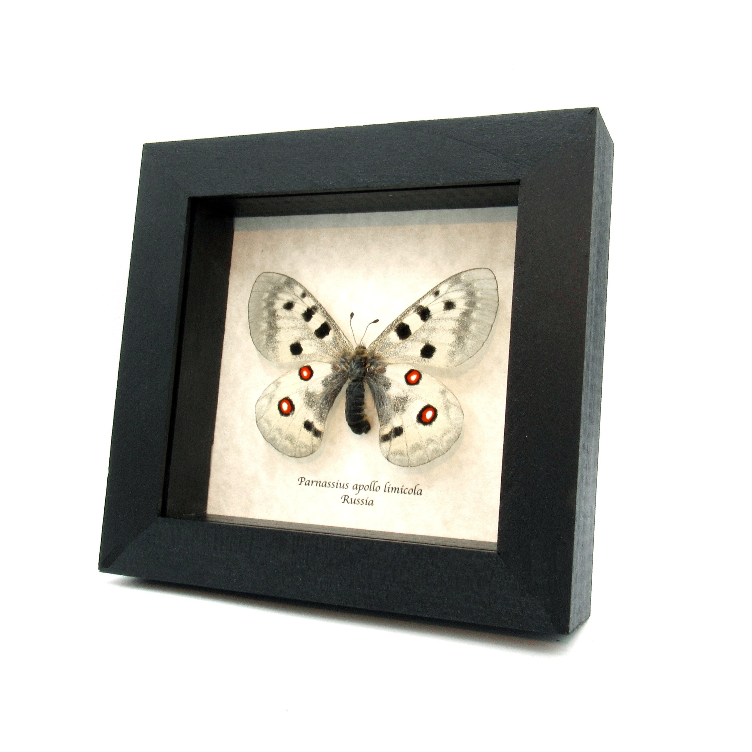 Parnassius apollo - Etsy 日本