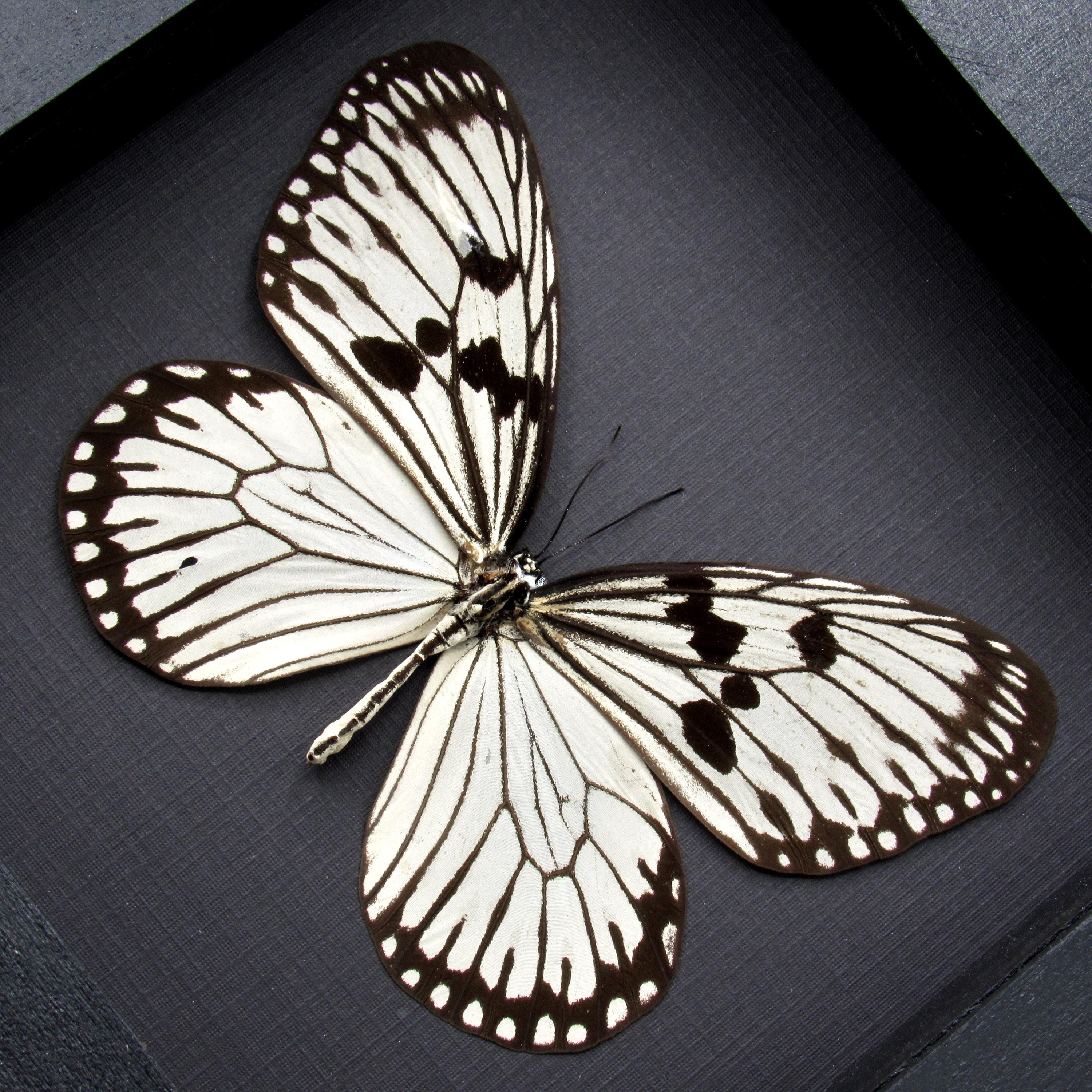 本物の白いライスウィング蝶の額入り剥製 - Idea durvillei theia