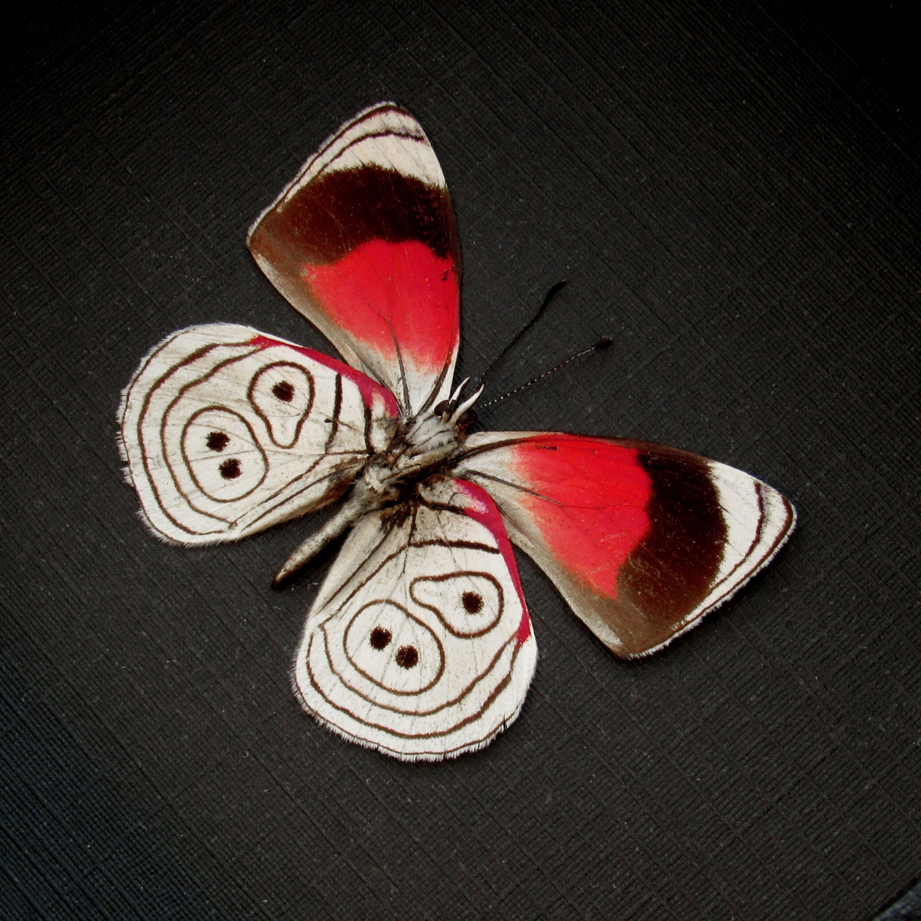 赤い蝶 本物の赤い八十八蝶の額入り剥製 - Diaethria lidwina - Etsy 日本