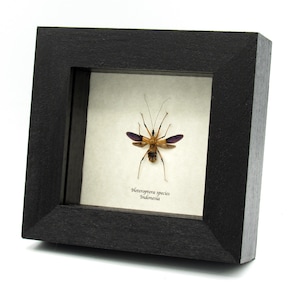 May include: A framed insect specimen with brown and purple wings. The insect is labeled "Heteroptera species Indonesia".