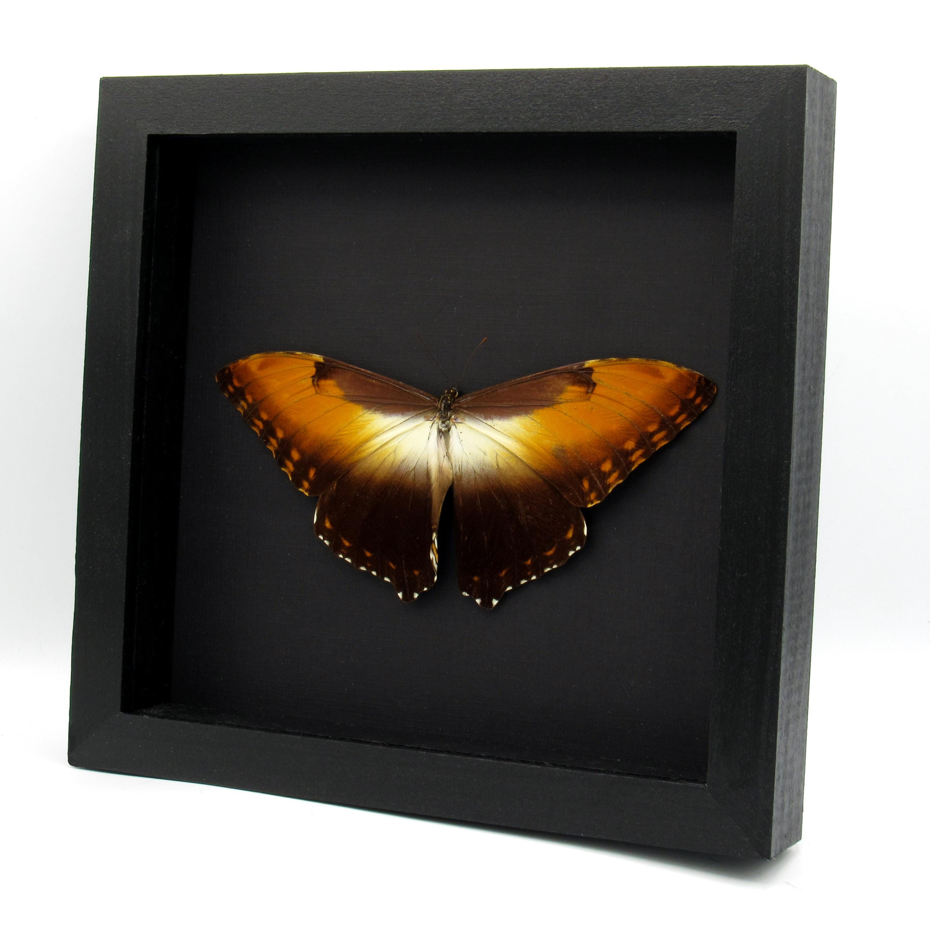 Real Sunset Butterfly Framed Taxidermy - Morpho Hecuba Obidonus