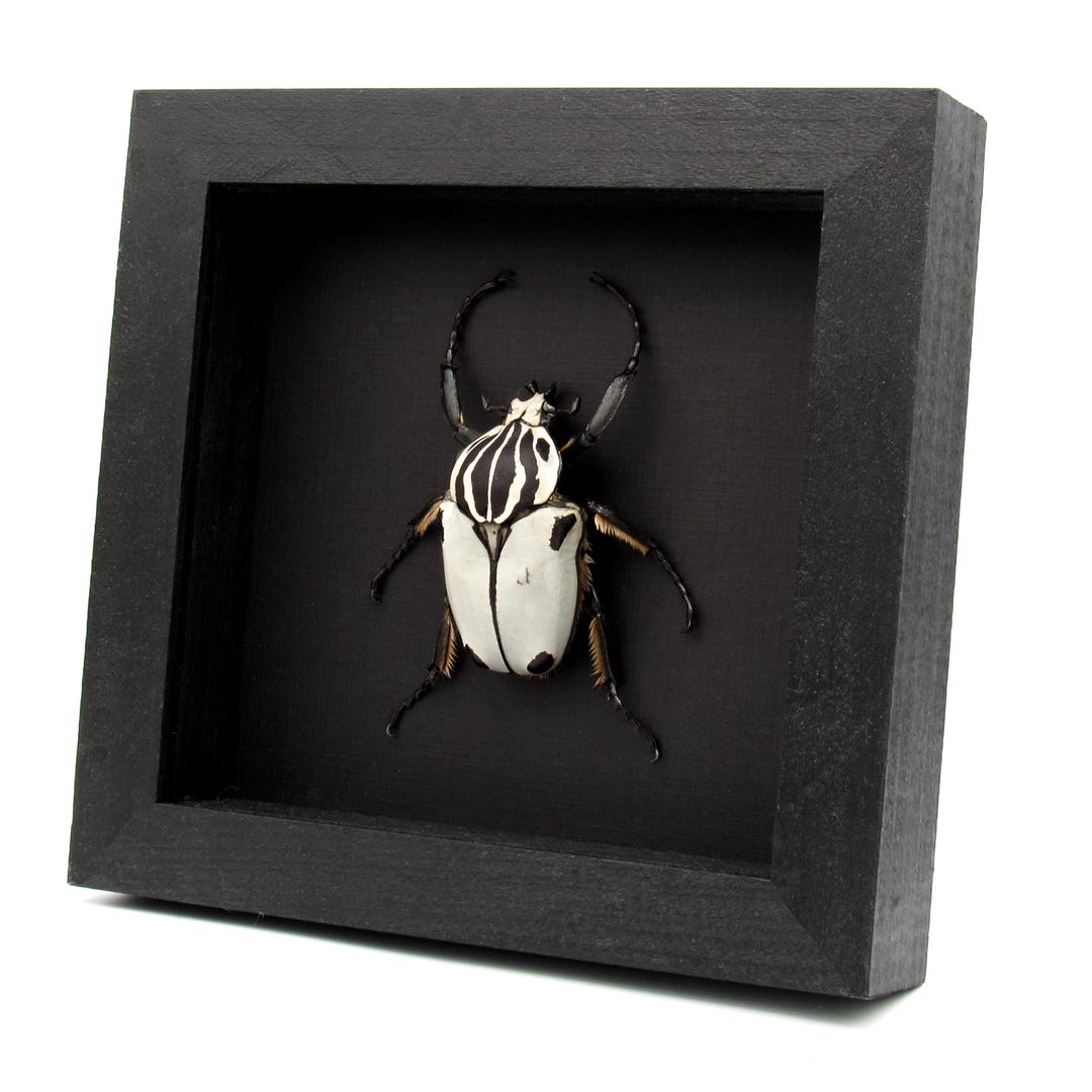 Rare Goliath Beetle Framed Specimen Goliathus Quadrimaculatus Rare Goliath Beetle Framed Specimen Goliathus Quadrimaculatus