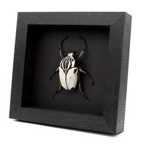 Rare Goliath beetle framed specimen - Goliathus quadrimaculatus - pristine