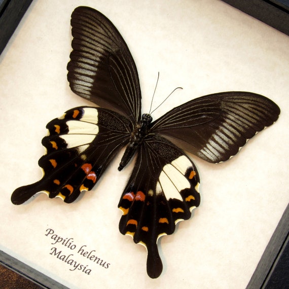 本物の赤いヘレンアゲハチョウの額入り剥製 - Papilio helenus