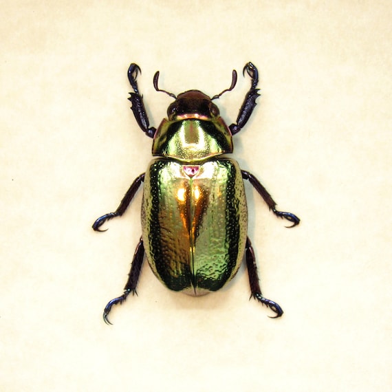 Jewel Beetles - Natural pieces of jewellery - Natural History Curiosities