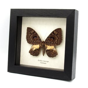 May include: A framed insect specimen of a brown and white Erebus macrops moth with large eye-like markings on its wings. The frame is black and the label reads "Erebus macrops Vietnam".