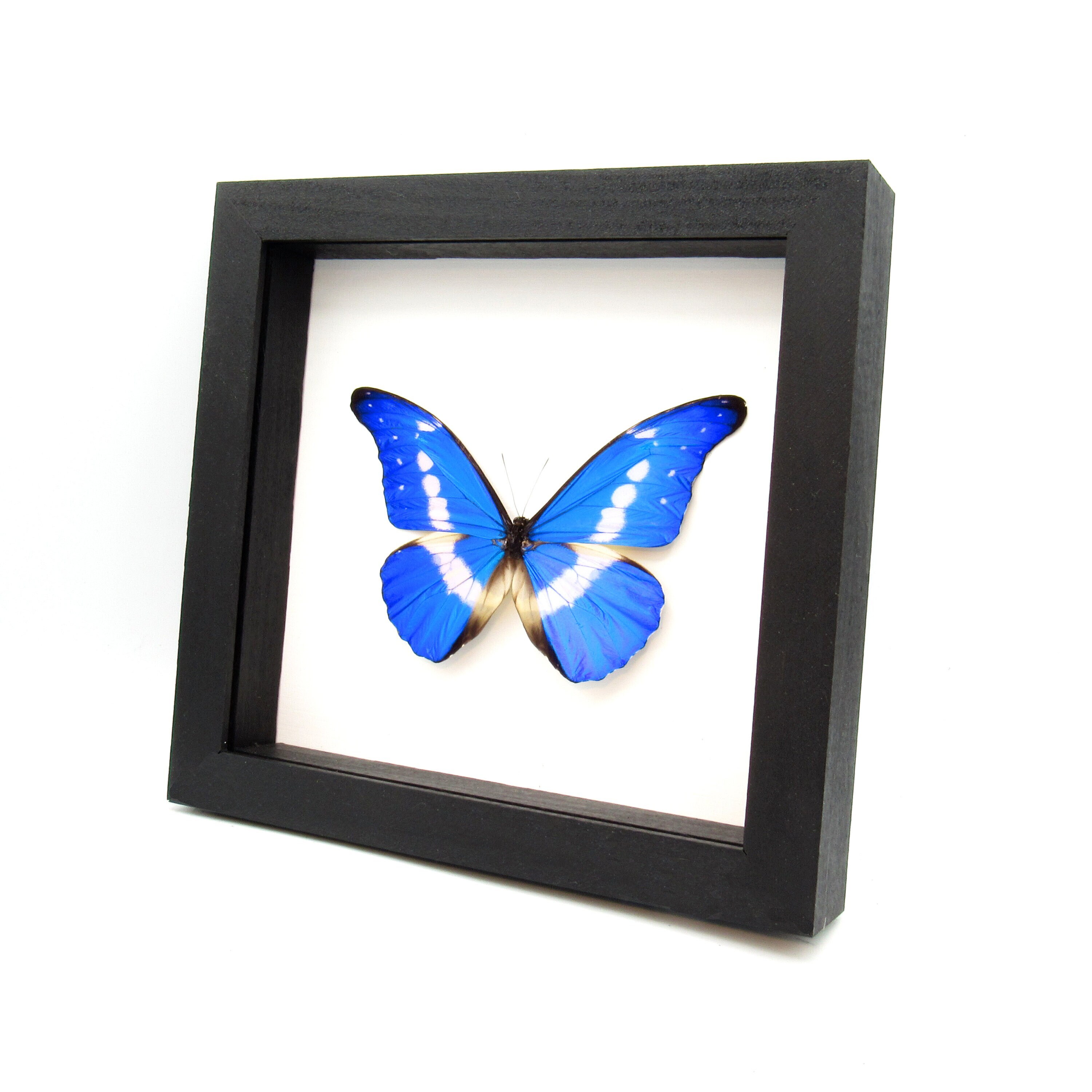 標本 Peru Morpho helena 115mm 標本 Peru Morpho helena 115mm Genuine Morpho Helena