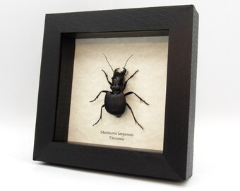 タンザニア産　特大エンマハンミョウ　59mm 53mm オオエンマハンミョウ ♂ Manticora scabra 〈Mtwara
