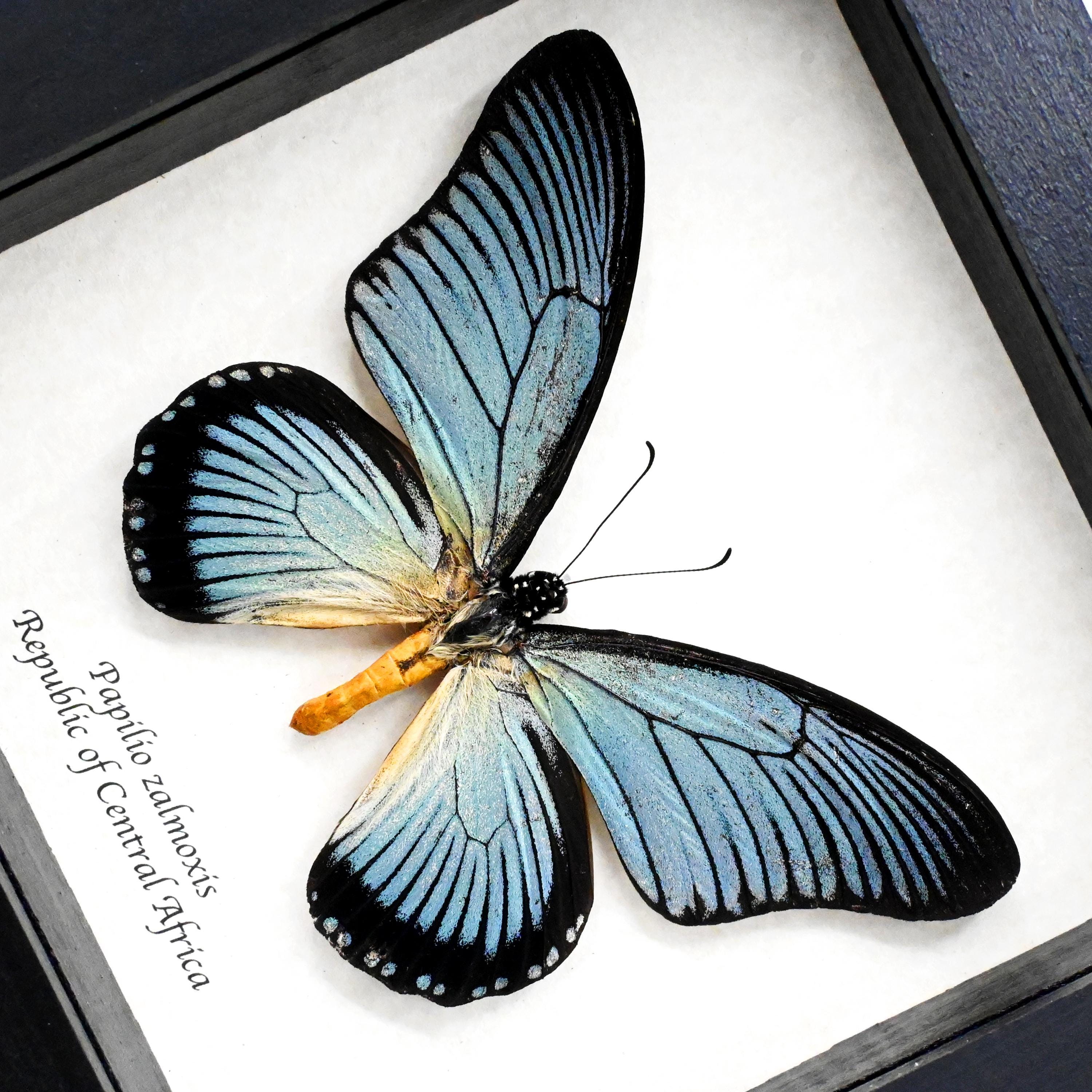 本物のオオアゲハチョウの剥製（額装済み） - Papilio zalmoxis - Etsy