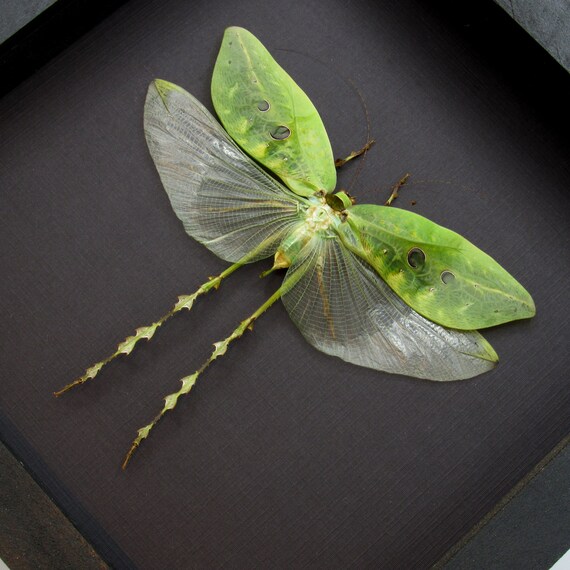 T*R様 珍品 キリギリス標本