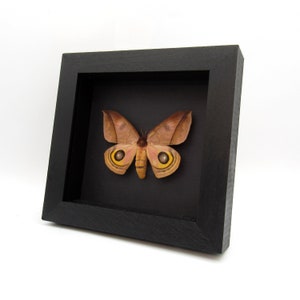 Real Saturn Moth Framed Taxidermy - Automeris Belti - Large Female - Etsy