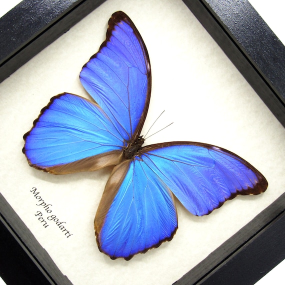 Real Giant Blue Morpho Butterfly Framed Taxidermy - Morpho Godarti