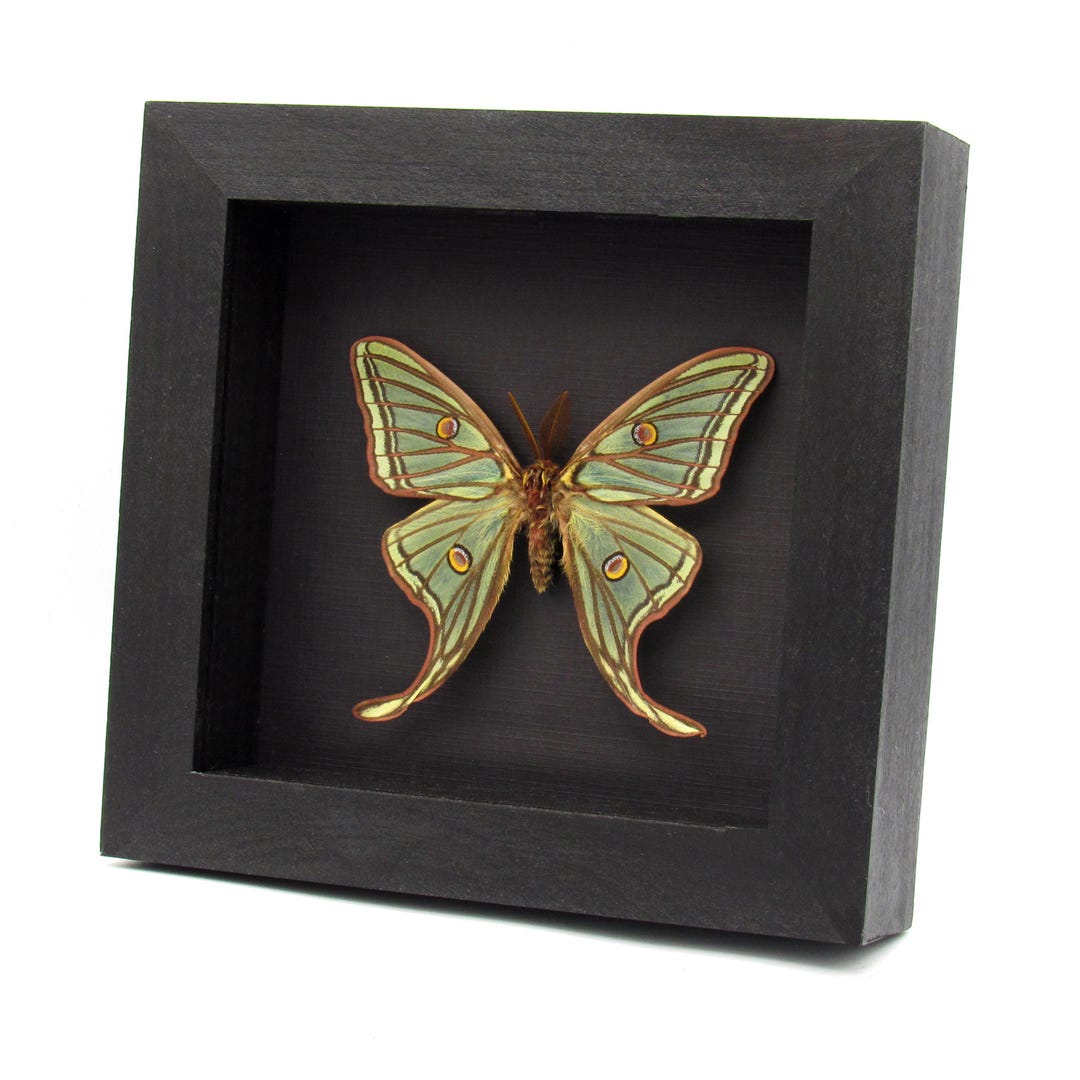 Rare XL Spanish Moon Moth Framed Taxidermy - Graellsia Isabellae - Etsy