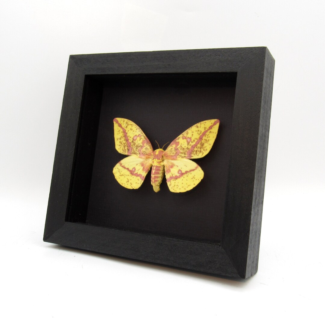Real Imperial Moth Framed Taxidermy - Eacles Imperialis - Female - Etsy