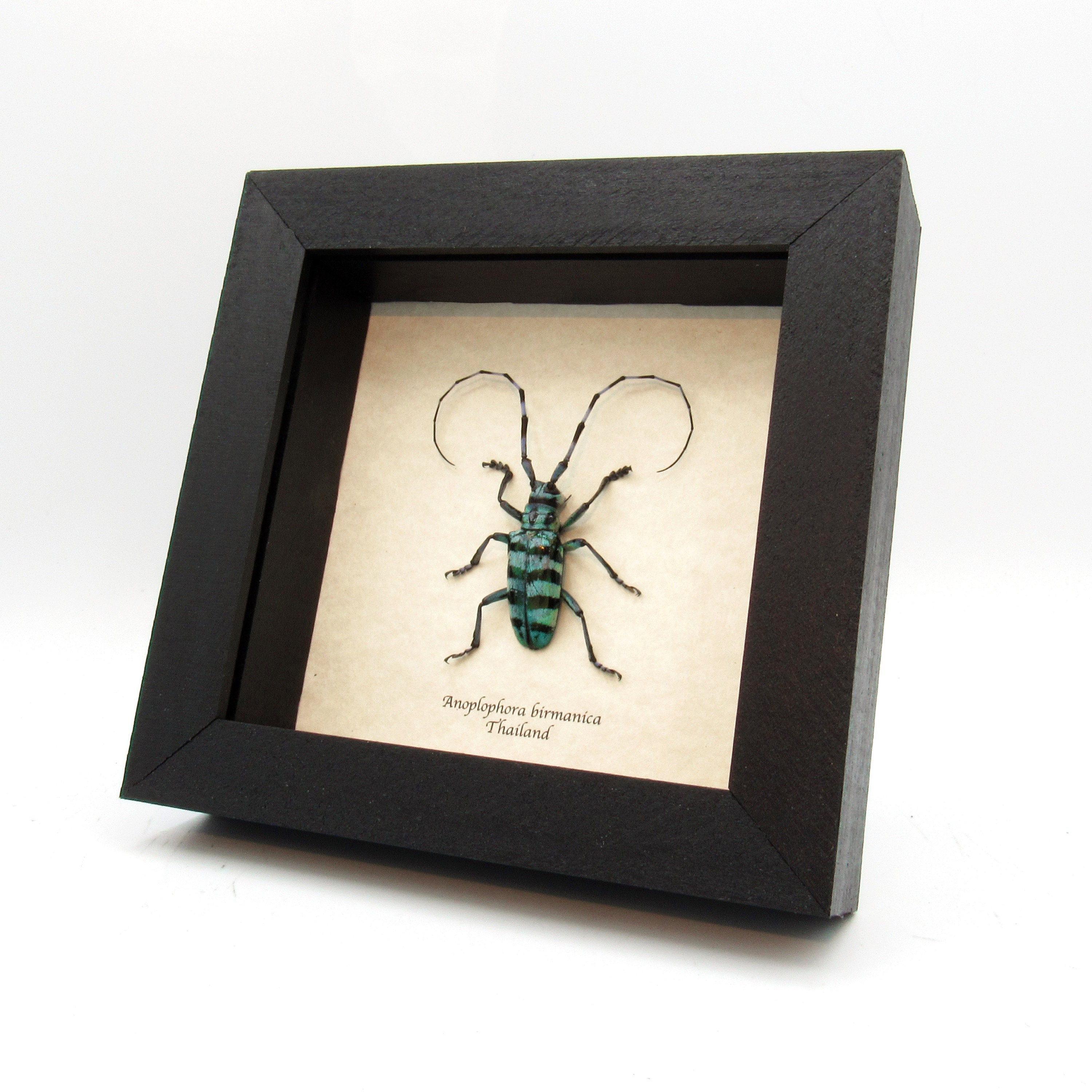 Real blue Longhorn beetle framed taxidermy - Anoplophora birmanica