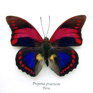 Prepona praeneste - Etsy España