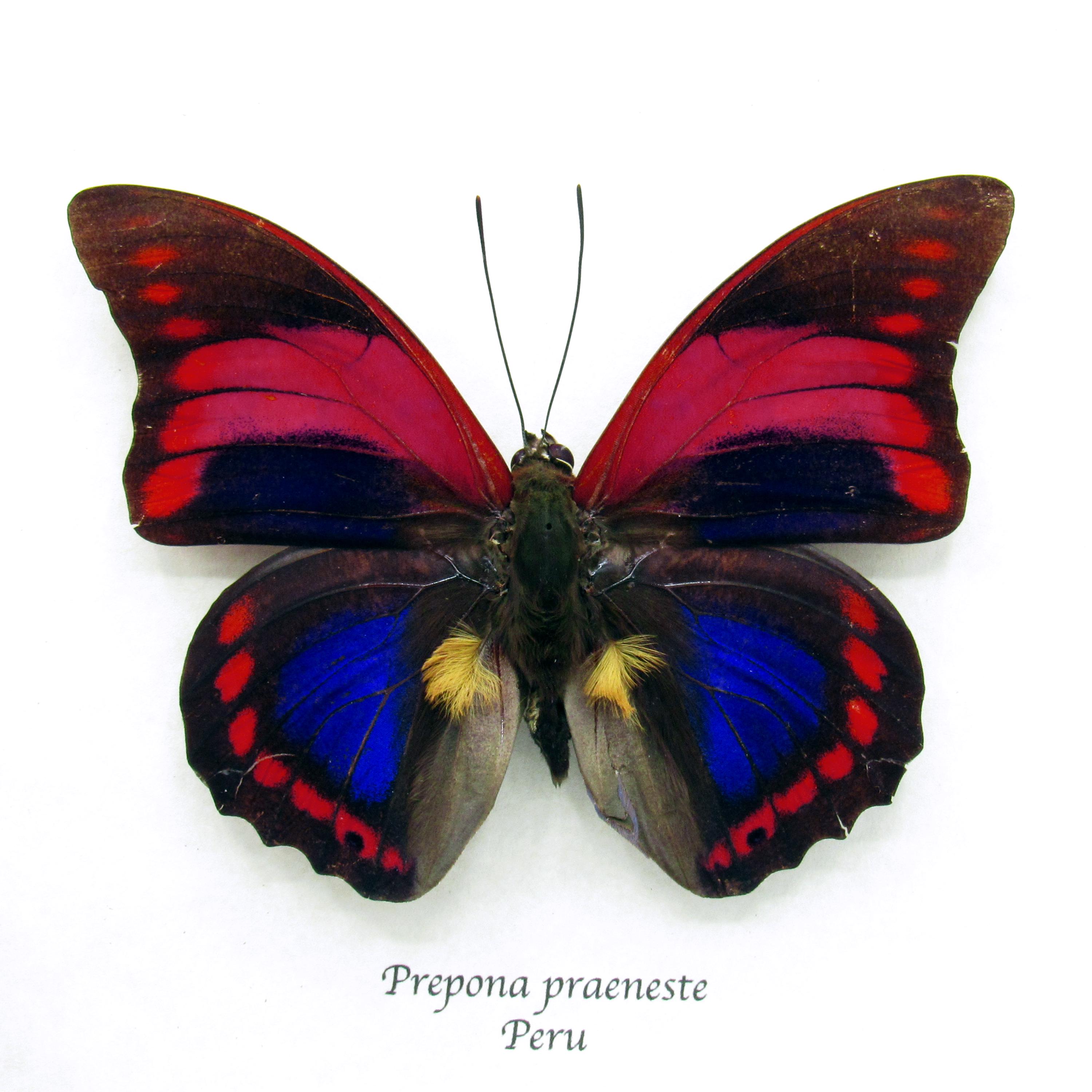 Prepona Praeneste - Etsy New Zealand