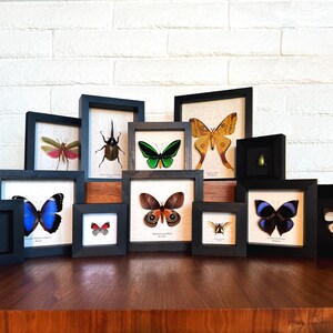 a group of framed butterflies sitting on top of a wooden table