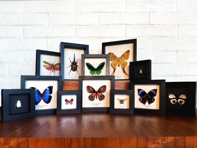 a group of framed butterflies sitting on top of a wooden table