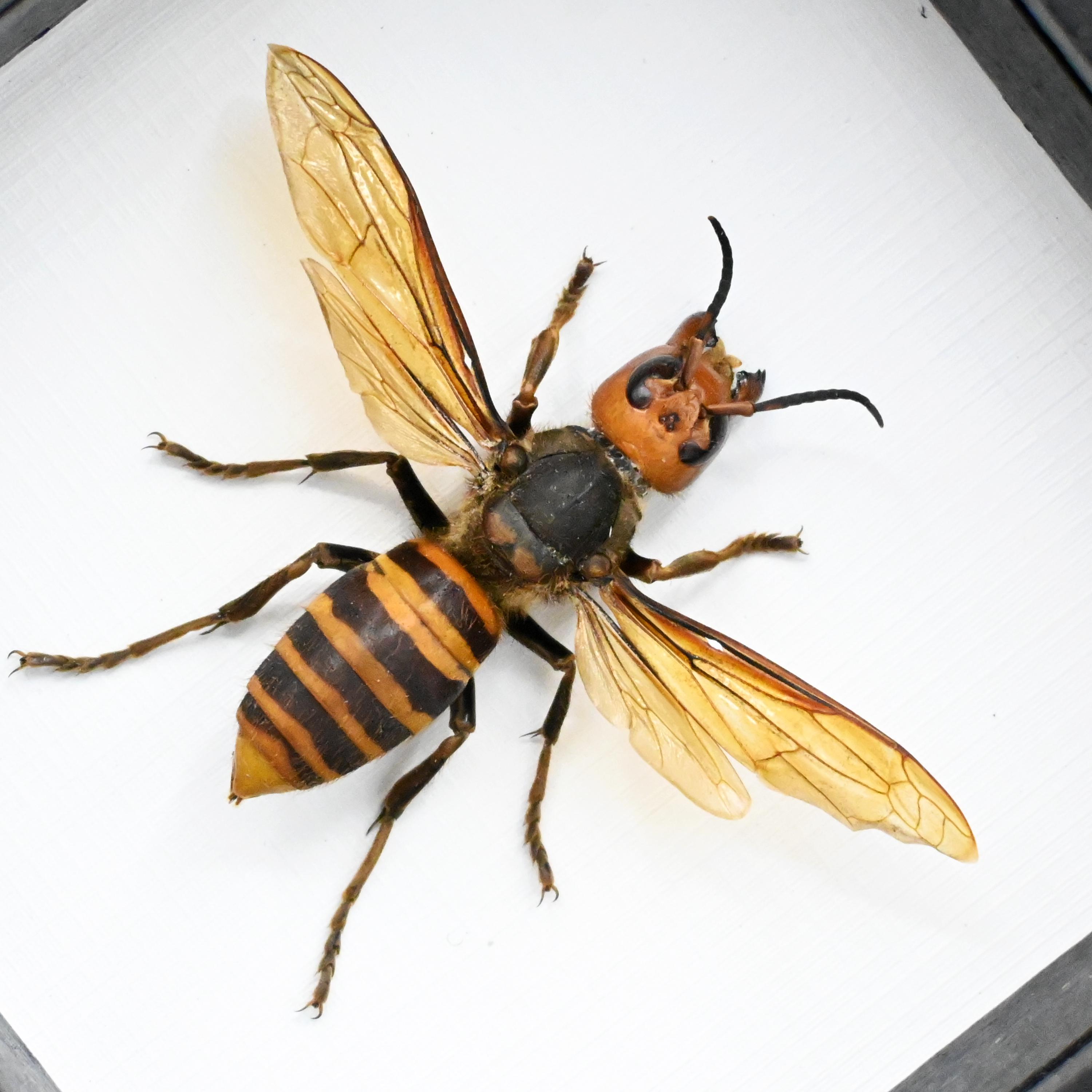Real Giant Queen Murder Hornet Framed Taxidermy - Vespa Mandarinia