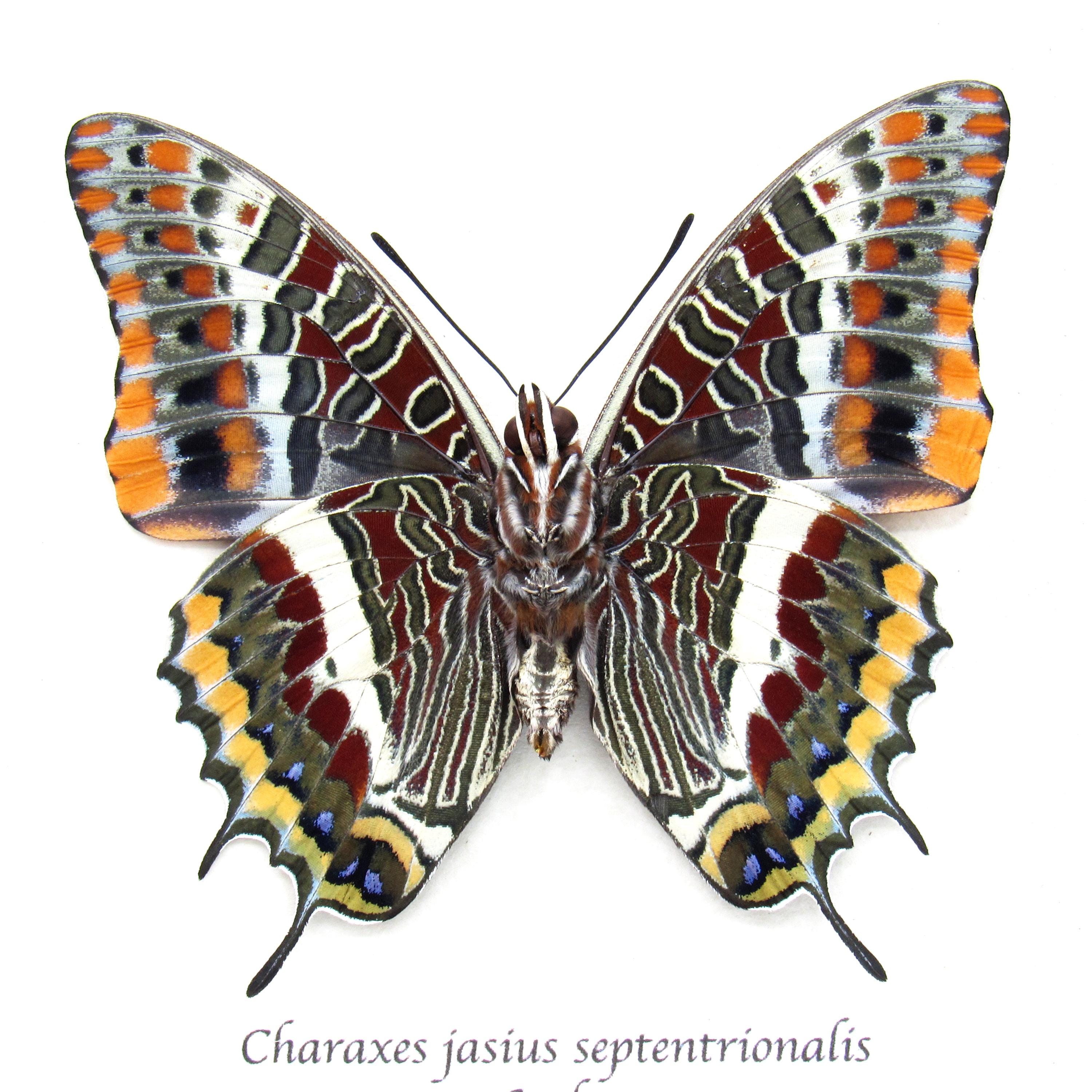 BUTTERFLY - 朱世赫FL Paxton_Gate_framed_butterfly_p