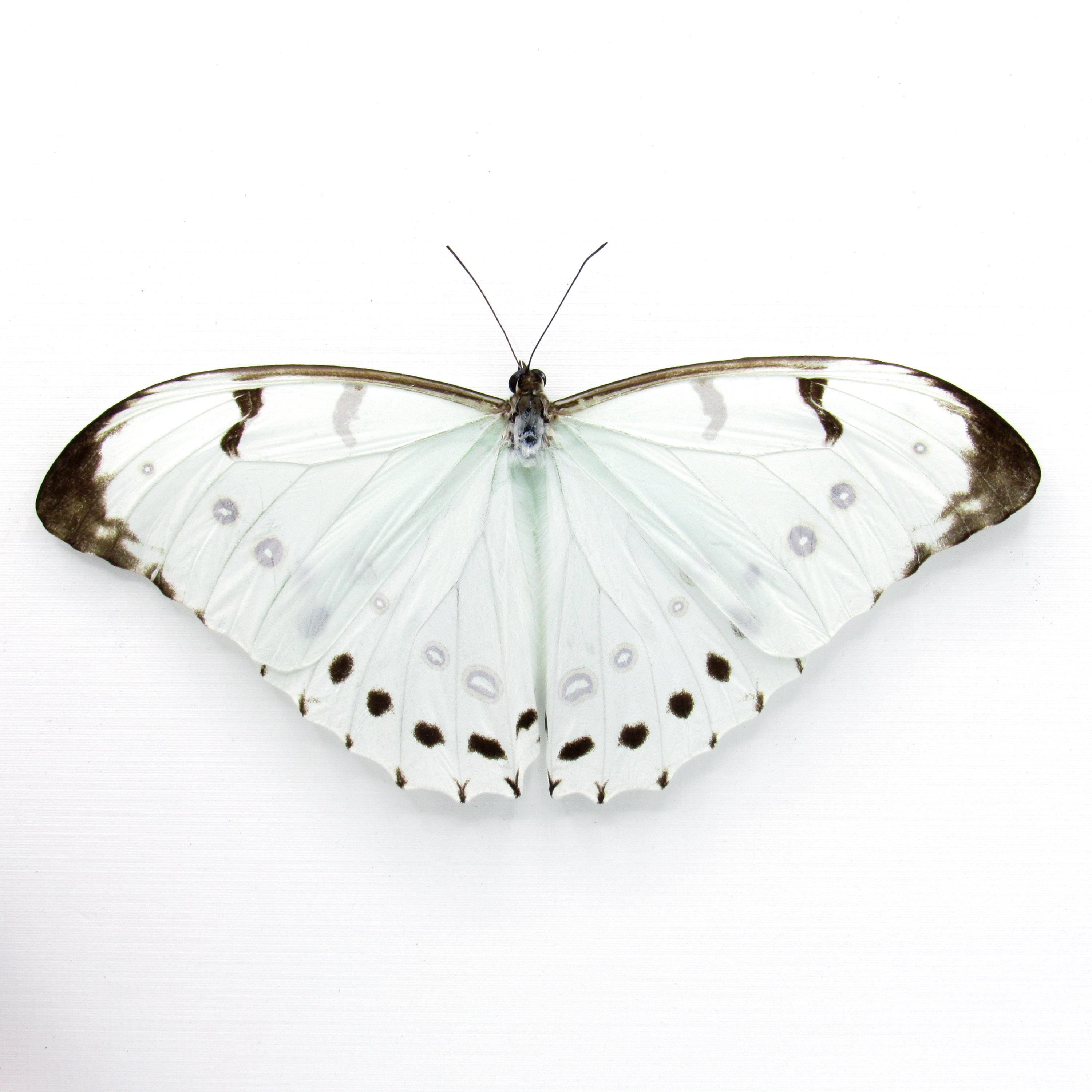 Rare Opalescent Giant Mint Morpho Butterfly Framed Taxidermy