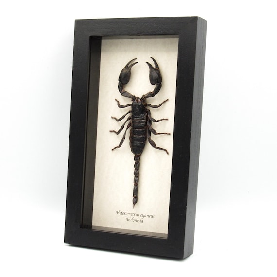 Real Giant Scorpion Framed Taxidermy - Heterometrus Cyaneus - XL