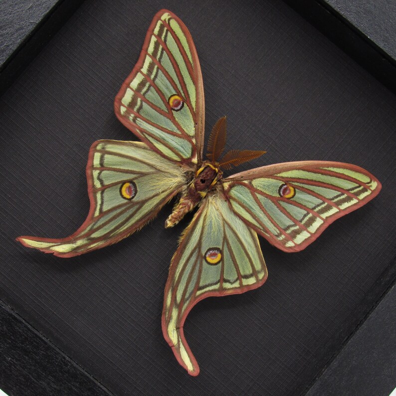Rare Large Spanish Moon Moth Framed Taxidermy - Graellsia Isabellae - Etsy