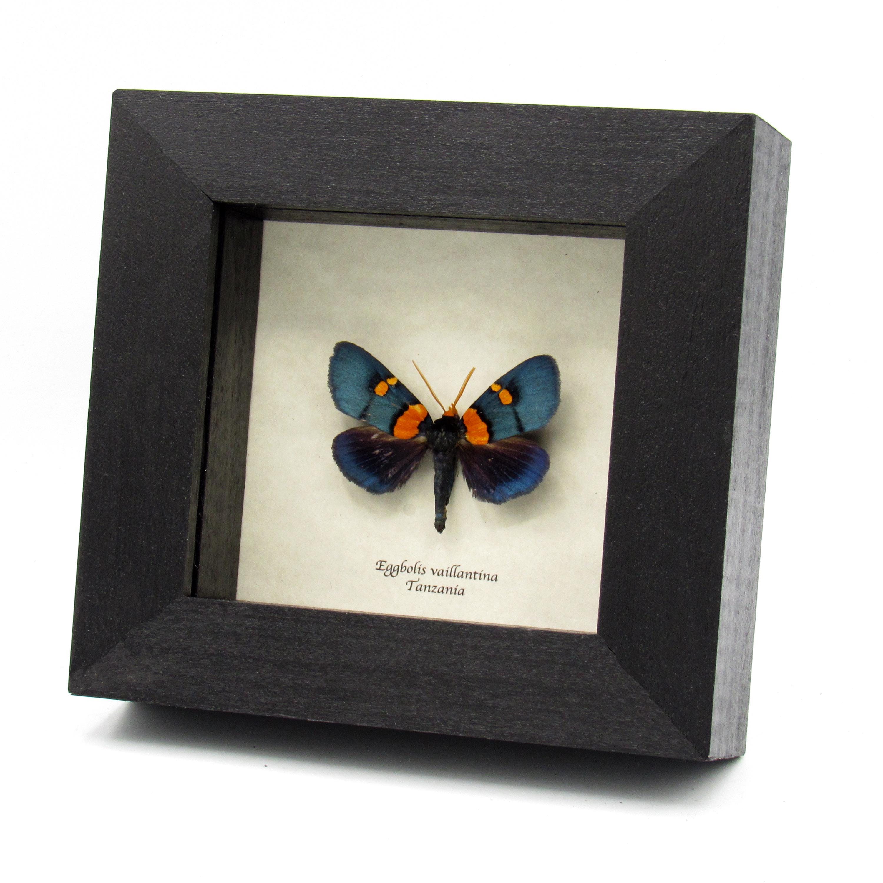 Rare Metallic African Peach Moth Framed Taxidermy - Eggbolis