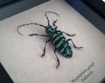 Real beetle framed - Anoplophora graafi