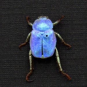 Hoplia Coerulea - Etsy
