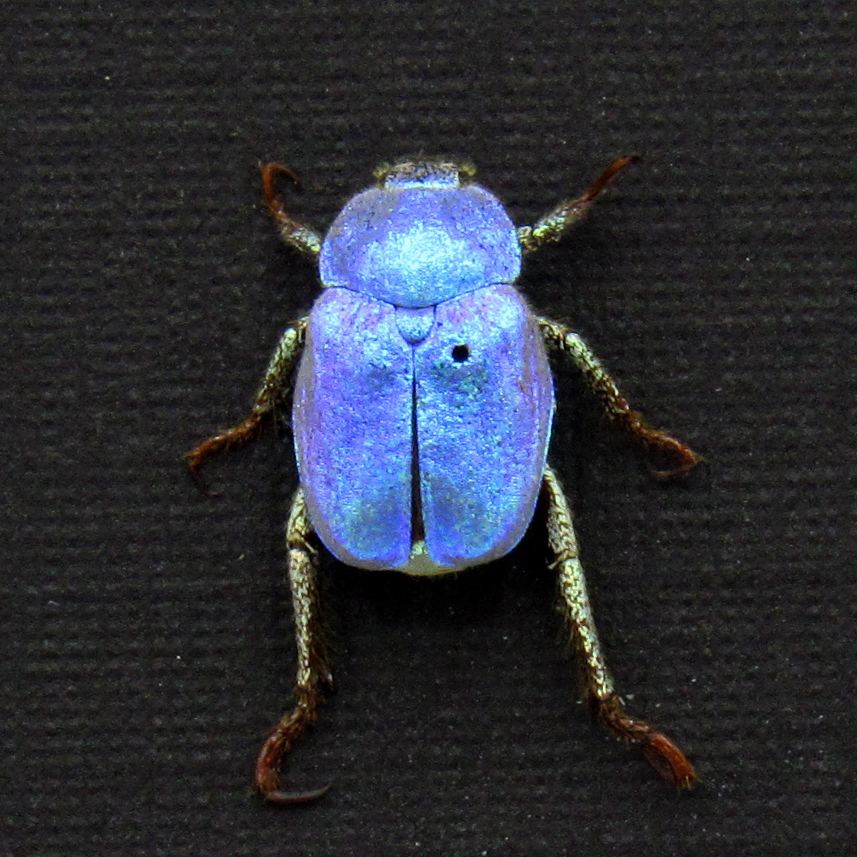 Hoplia Coerulea - Etsy UK