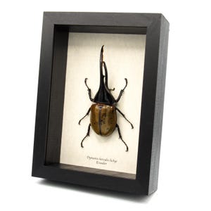 Western hercules beetle - Etsy 日本