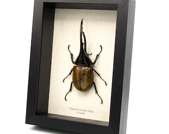 ヘラクレスオオカブト (Dynastes hercules lichyi) ペルー、A1 特大雄