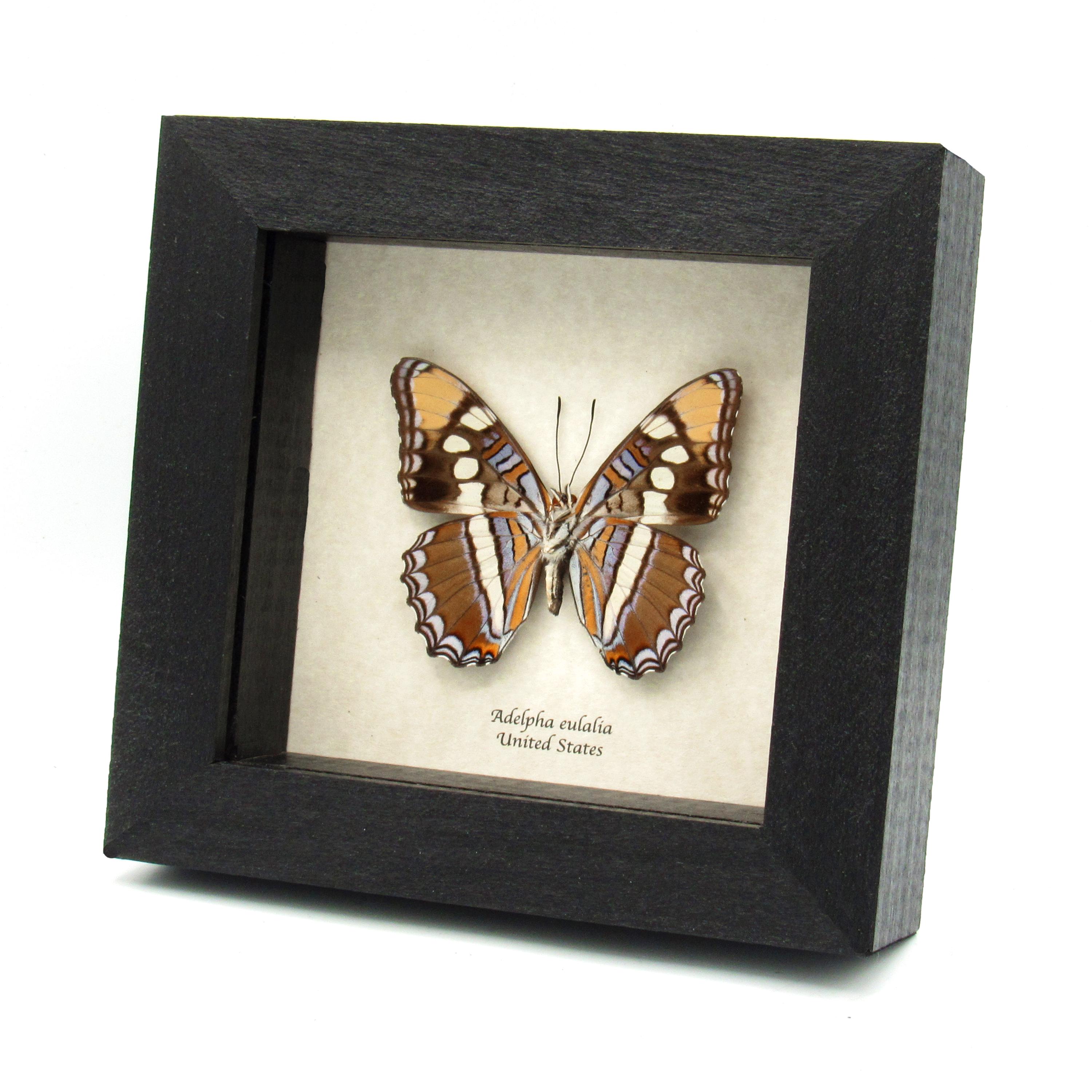 Real Lavender Arizona Sister Butterfly- Adelpha Eulalia - Etsy