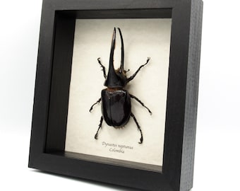 Real Stag Beetle Framed Taxidermy - Odontolabis Kazuhisai - Etsy