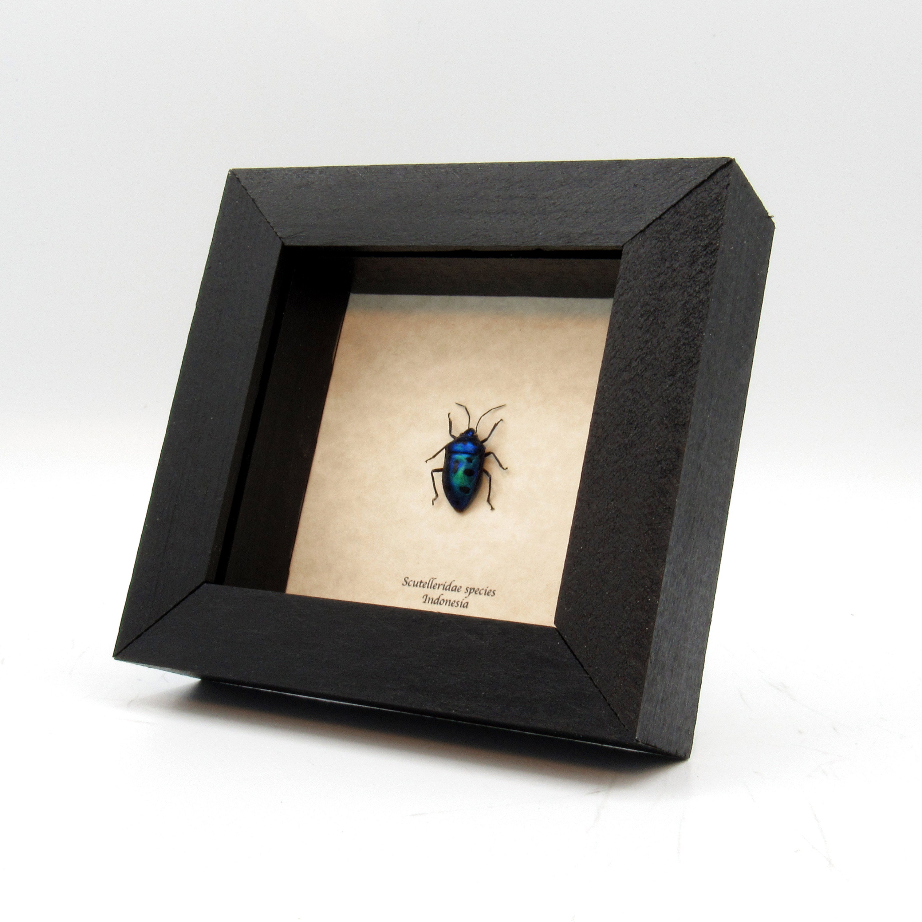 本物の青い虫の剥製 - Scutelleridae 種 - Etsy 日本