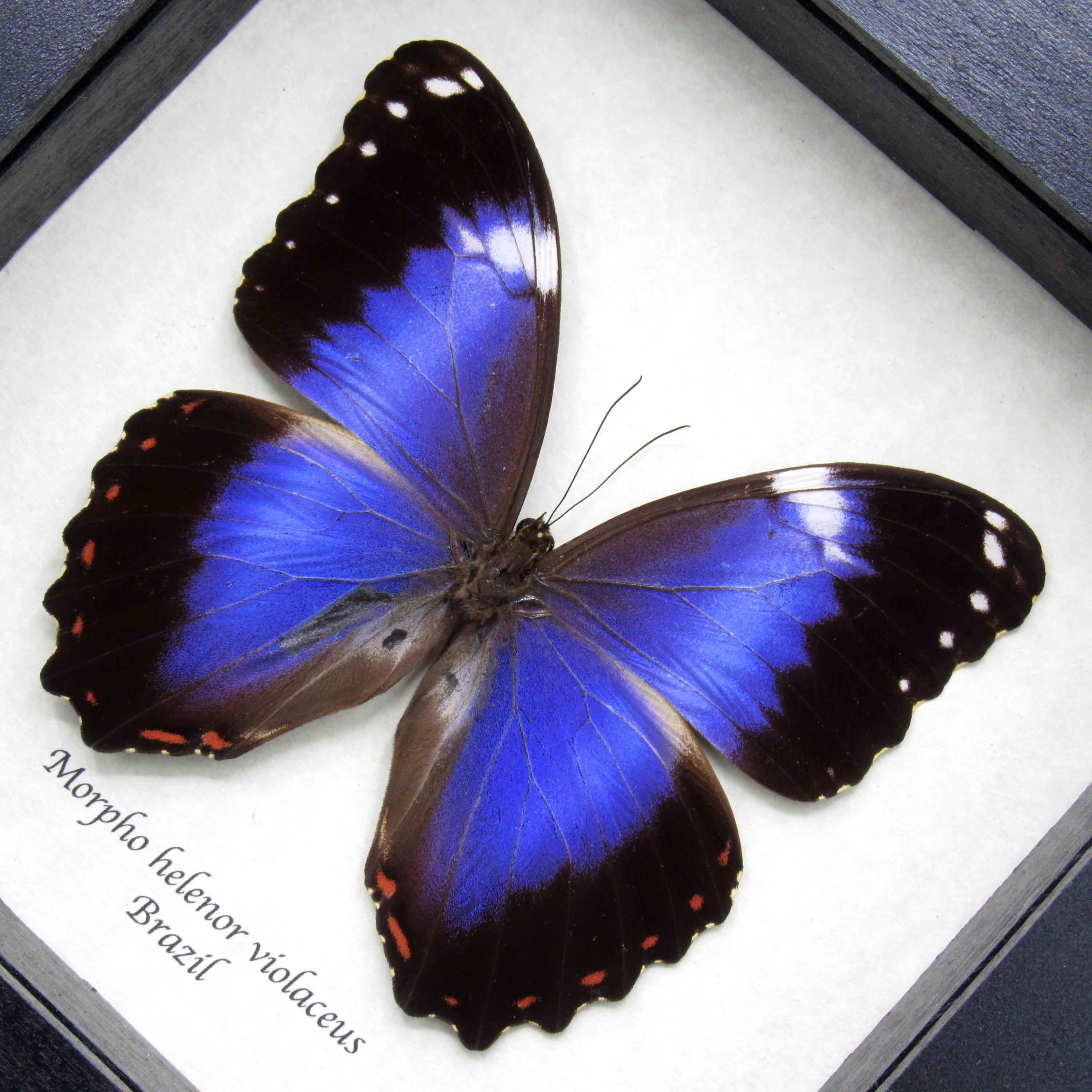 額入り巨大バイオレットモルフォ蝶の剥製 - Morpho helenor violaceus